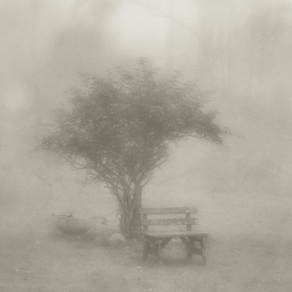 The Orchard Chair