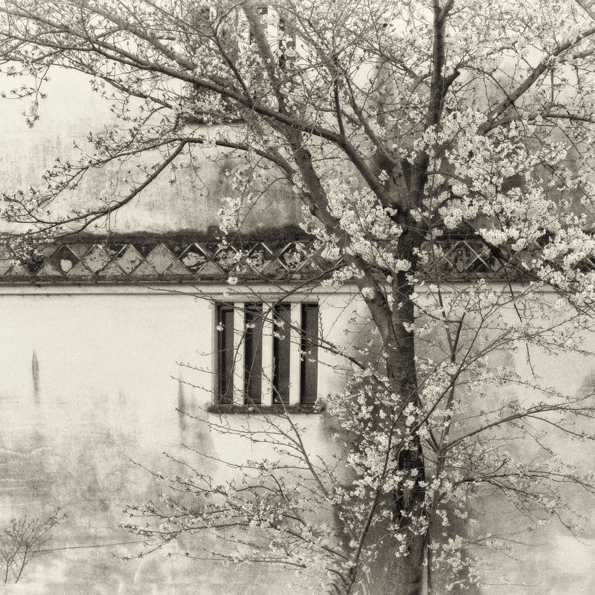 The Kura Tree